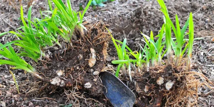 transplanter un Agapanthus