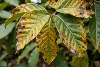 Feuilles de goyavier malades présentant des taches brunes et un jaunissement causés par une infection fongique