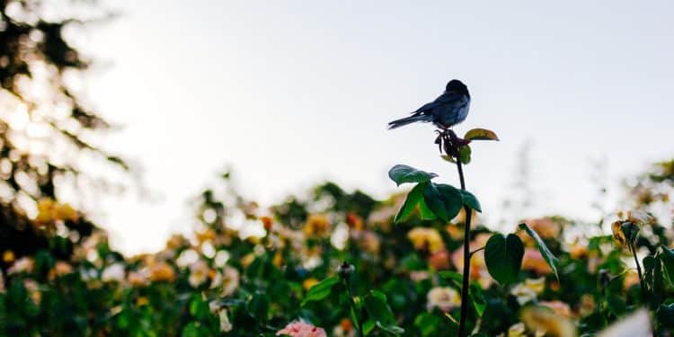 Comment faire venir des oiseaux dans son jardin ?