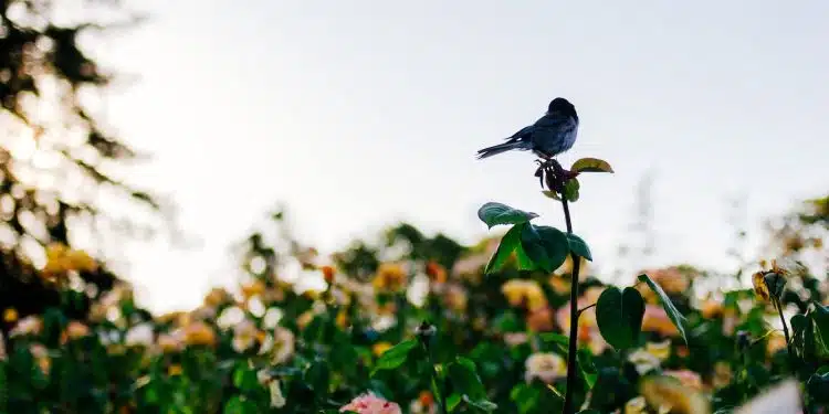 Comment faire venir des oiseaux dans son jardin ?