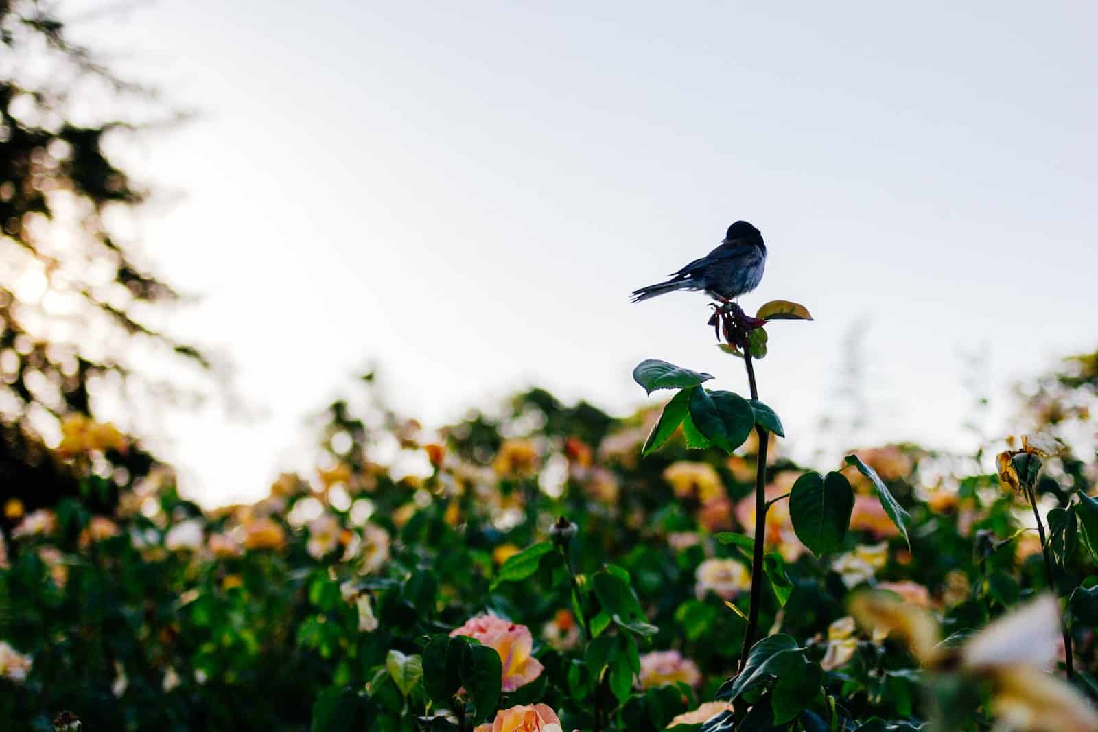 Comment faire venir des oiseaux dans son jardin ?