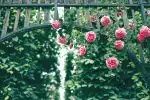 Construire une superbe arche de jardin en bois : nos astuces et conseils !