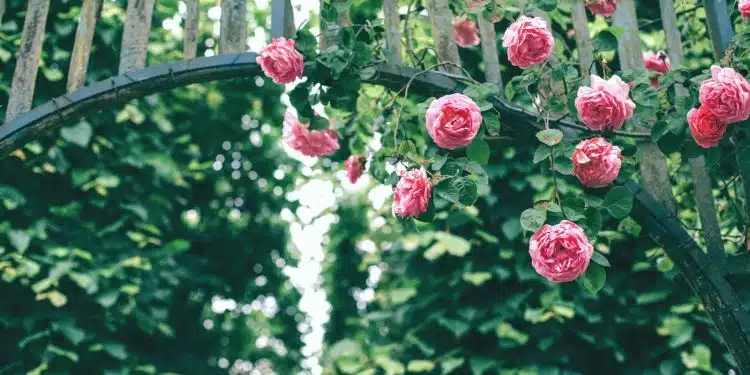 Construire une superbe arche de jardin en bois : nos astuces et conseils !