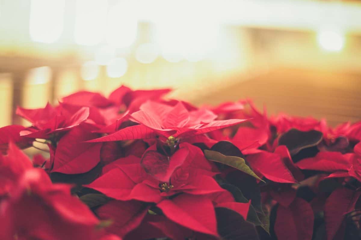 Conseils pour entretenir et raviver la beauté de votre poinsettia