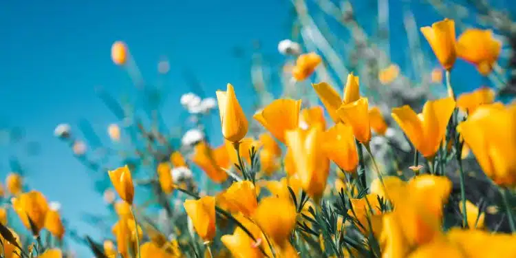 Les dernières tendances en matière de jardinage à découvrir cet été