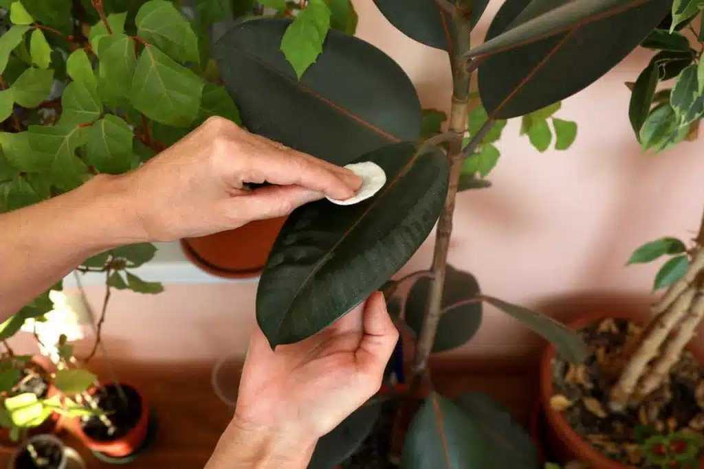 nettoyer et enlever la poussière des plantes