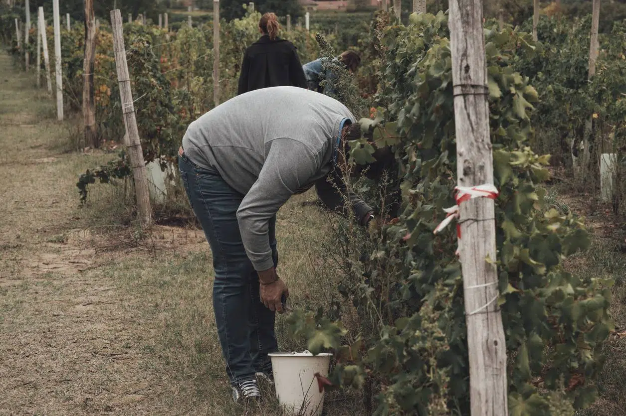  pieds de vignes anciens