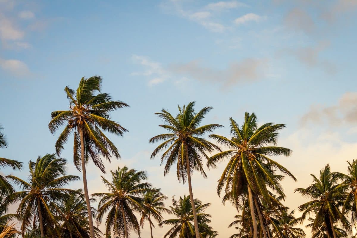 Comment reconnaître les signes de mort imminente chez un palmier ?