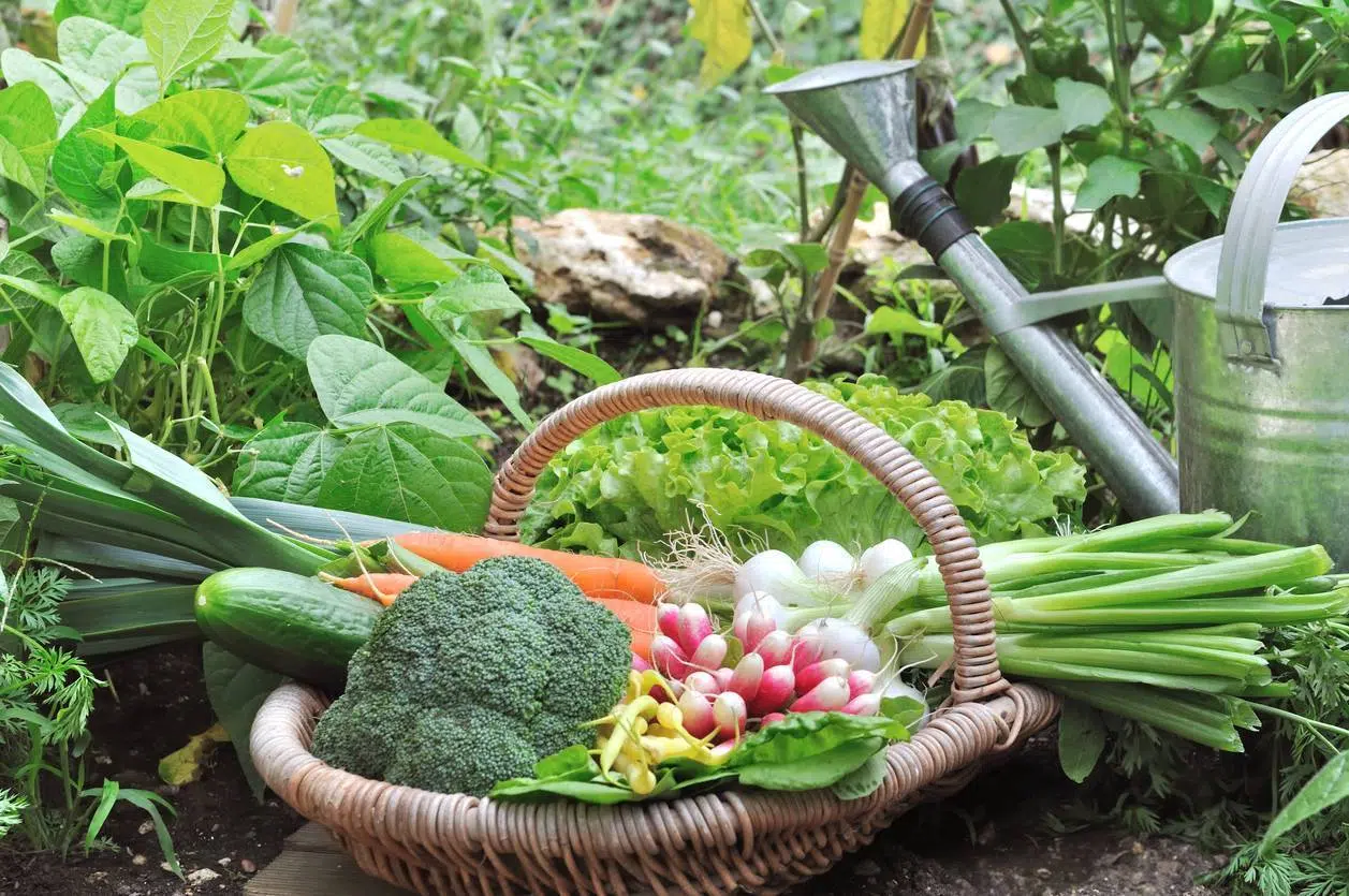 créer et entretenir un potager