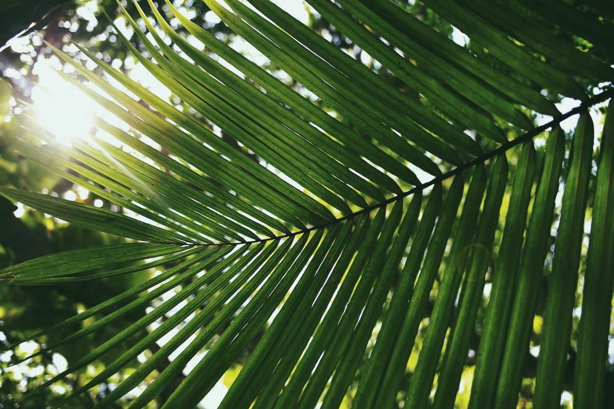 Comment reconnaître les signes de mort imminente chez un palmier ?