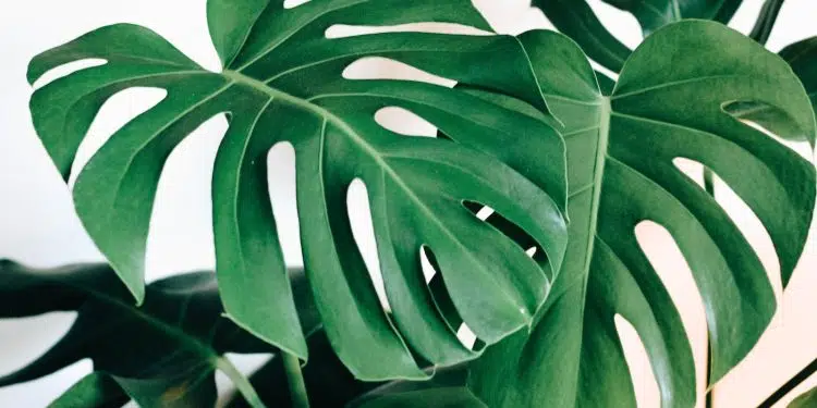 green leaf tree