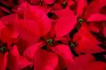 Conseils pour entretenir et raviver la beauté de votre poinsettia