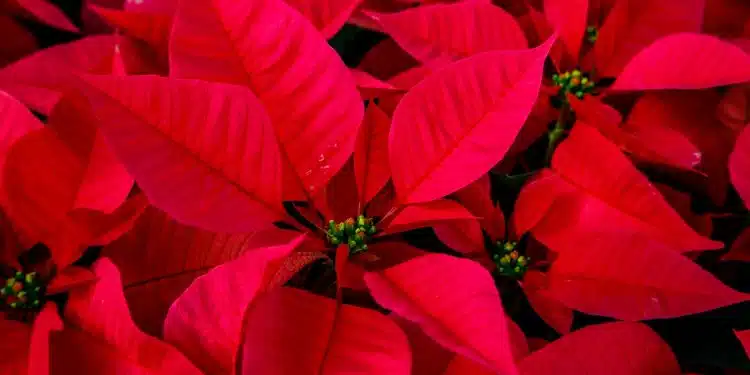 Conseils pour entretenir et raviver la beauté de votre poinsettia