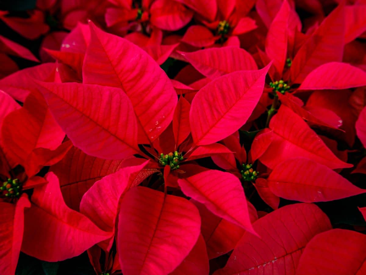 Conseils pour entretenir et raviver la beauté de votre poinsettia